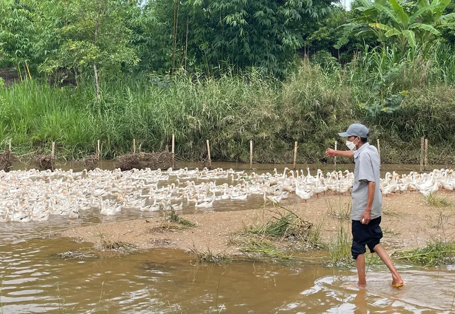 Với nguồn thức ăn sẵn có, người dân tiết kiệm được một khoản chi phí.