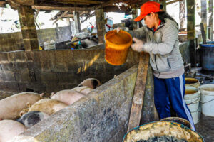 Chăn nuôi heo ở Thiện Nghiệp (Phan Thiết). ảnh: N.Lân.